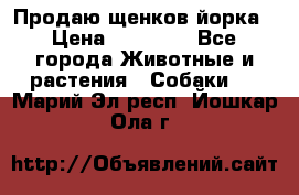 Продаю щенков йорка › Цена ­ 10 000 - Все города Животные и растения » Собаки   . Марий Эл респ.,Йошкар-Ола г.